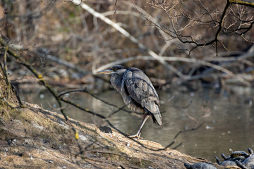 airone cinerino