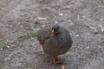 Red billed spurfowl on the ground, Caprivi strip, Namibia, Africa
