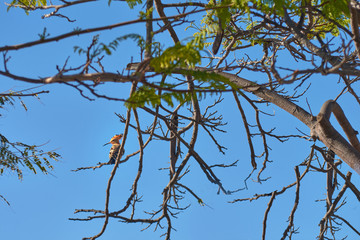 Upupa epops bird perched on a branch with a blue sky background