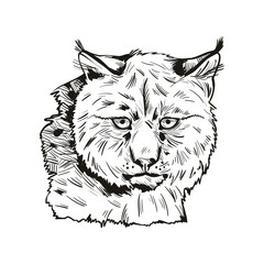 Eurasian lynx isolated vector illustration. Monochrome hand drawn wild animal sketch icon. Black and white drawing of northern lynx-lynx portrait, Turkestan and Caucasian hunting season, safari hunt.