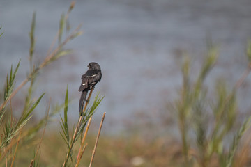Magpie shrike in the reed, Chobe riverfront, Namibia, Africa