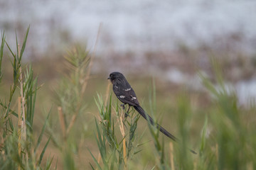 Magpie shrike in the reed, Chobe riverfront, Namibia, Africa