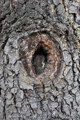 Beautiful structure of tree bark. Interesting texture of the tree surface.