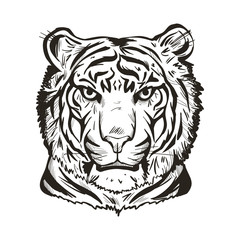 Tiger portrait in closeup isolated vector illustration sketch. Monochrome hand drawn panthera tigris, wild cat of large size. Felidae with furry coat. Predator wildlife carnivore beast tiger wild cat