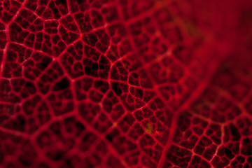 Fragment of red autumn leaf.