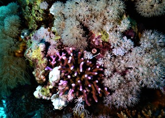 koral morze czerwone biały nurkowanie podwodne