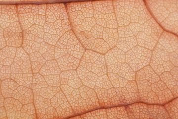 Fragment of brown autumn leaf.