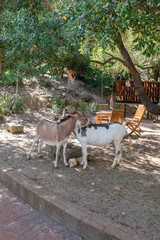 Donkeys