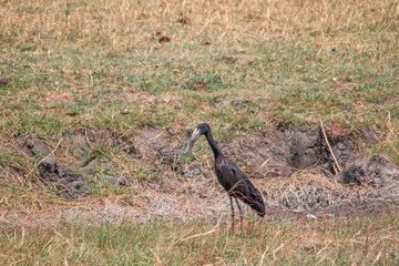 African openbill at chobe riverfront, Namibia, Africa