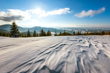 Beautiful sunny landscape of fluffy fir trees