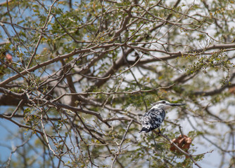 Pied Kingfisher at chobe riverfront, Namibia, Africa