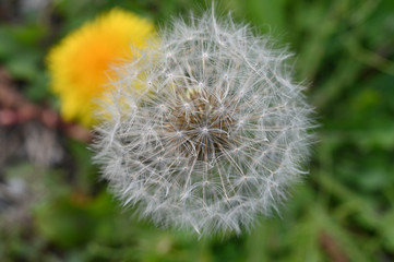 Fototapeta premium タンポポ