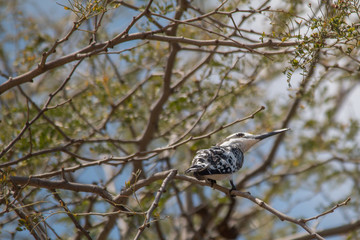 Pied Kingfisher at chobe riverfront, Namibia, Africa