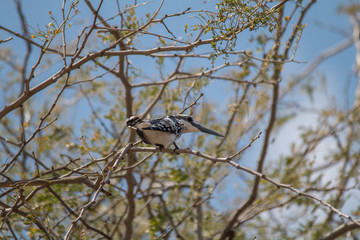 Pied Kingfisher at chobe riverfront, Namibia, Africa