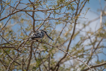 Pied Kingfisher at chobe riverfront, Namibia, Africa