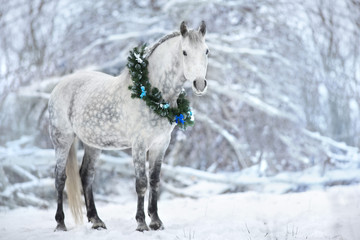 Naklejka na ściany i meble White horse with christmas wreath isolated on black background