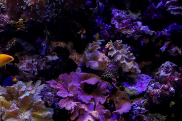 Naklejka na ściany i meble Plants and fish on ocean bottom. Underwater landscape. Marine background with copy space