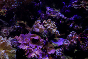 Naklejka na ściany i meble Ocean bottom. Flora underwater, ocean life. Background wuth copy space