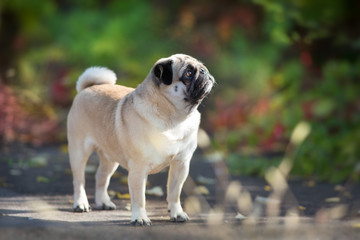 Mops portrait close up in autumn beautiful   park