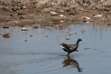 Immature common moorhen in the water, Caprivi Strip, Namibia, Africa