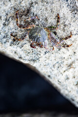Wild red rock crab with sea in the background