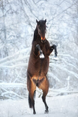 Bay horse rearing up in snow winter forest