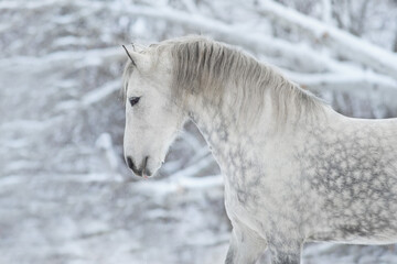 Grey horse portrait at winter day