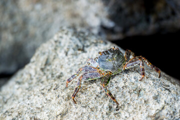 Wild red rock crab with sea in the background