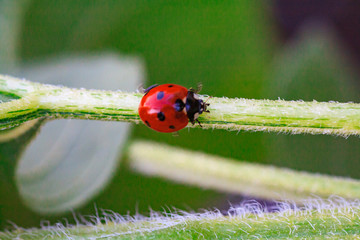 Asian lady beetle on twig near Minnesota River