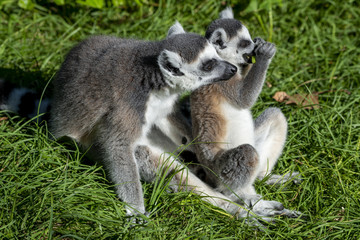 Young lemur and mum