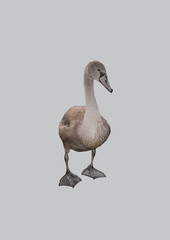 Young swan on an isolated background.