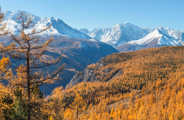 Autumn view, sunny day.  Nature of Siberia, wild place. Mountain taiga, snow-capped peaks.