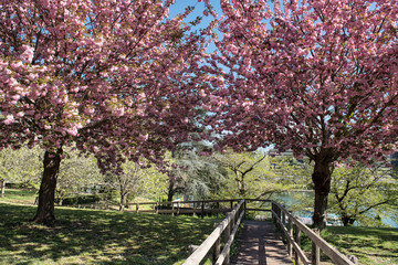 Sakura cherry tree blooming in Rome