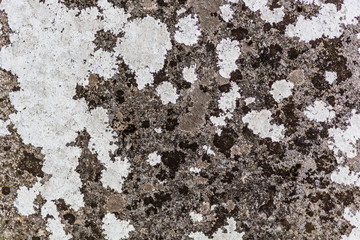 Moos und Flechten auf Stein als Textur und Hintergrund
