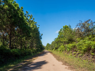 Fototapeta na wymiar The road with forest and blue sky at Phu Kra Dueng Loei Thailand