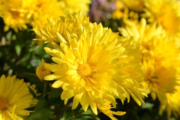 満開の菊の花、黄色い花、秋の花、花畑、花イメージ素材