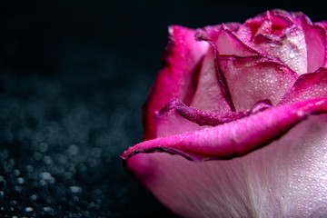 Close up of pink rose petails covered dew water drops with acopy space for text / greeting card