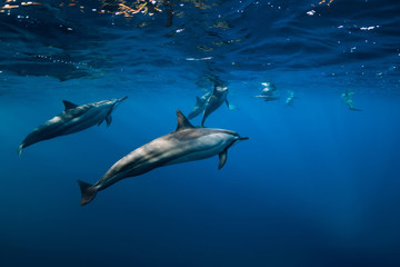 Pod of Spinner dolphins underwater in blue sea with sun light