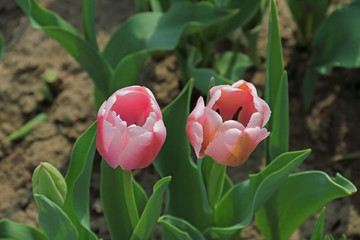 Tulpe