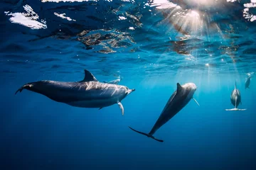 Tuinposter Pod van Spinner-dolfijnen onder water in blauwe zee met zonlicht © artifirsov