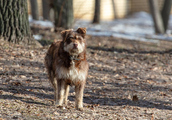 The dog walks on the ground