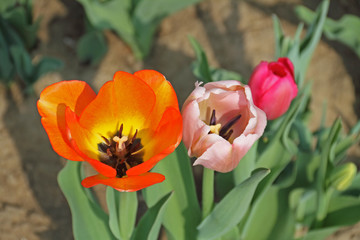 Tulpe