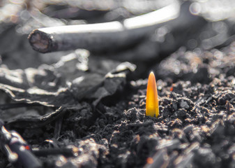 A small sprout of garlic in the ground in early spring