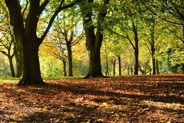 autumn in the park