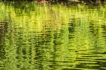 Reflection of green nature in water.