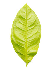 Green leaf with lemon tree is isolated on a white background