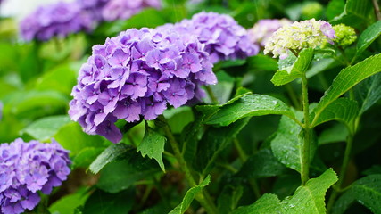 雨の中の紫陽花