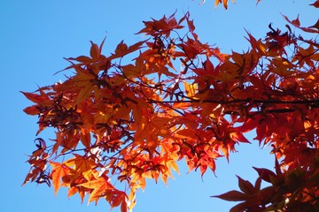 autumn leaves on blue sky background