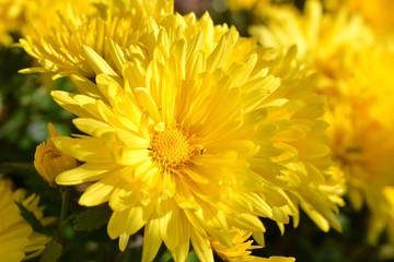 満開の菊の花、黄色い花、秋の花、花畑、花イメージ素材