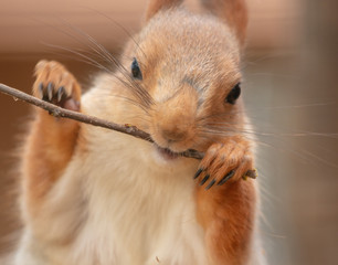 Portrait of a squirrel eating a branch in a zoo